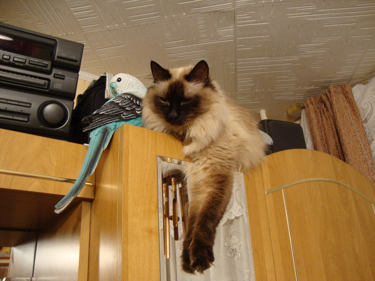 Тимофей любил наблюдать за нами с высоты