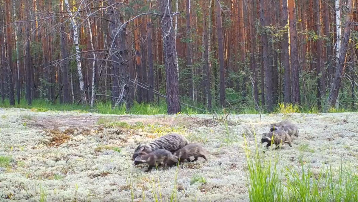    На кадрах запечатлели шесть детенышей и их маму