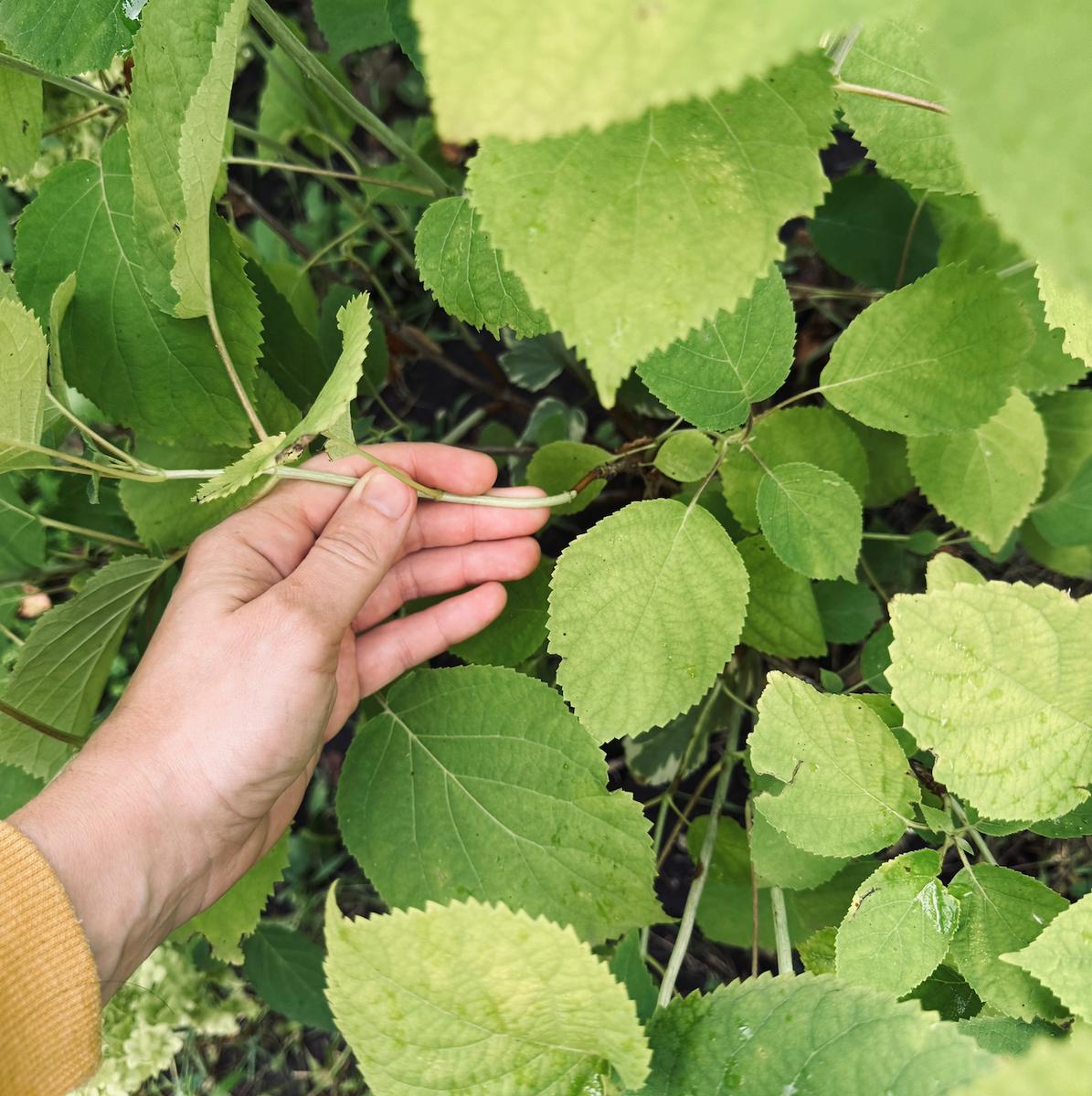 Важно внимательно осматреть куст перед обрезкой