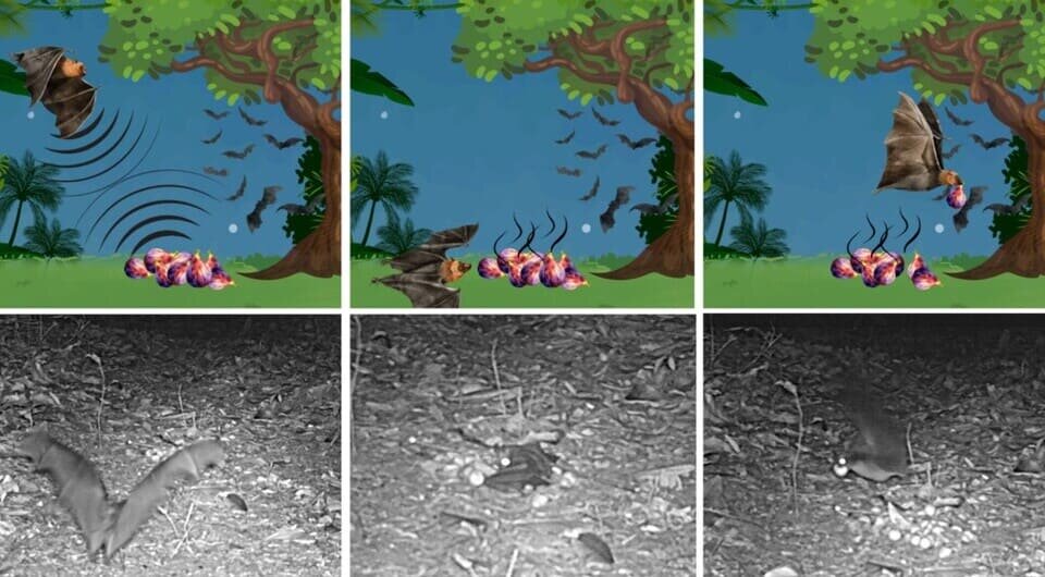   Allegra N. DePasquale et al. / Biotropica, 2025