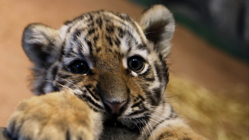    Фото: © РИА Новости/Елизавета Семина; 5-tv.ru