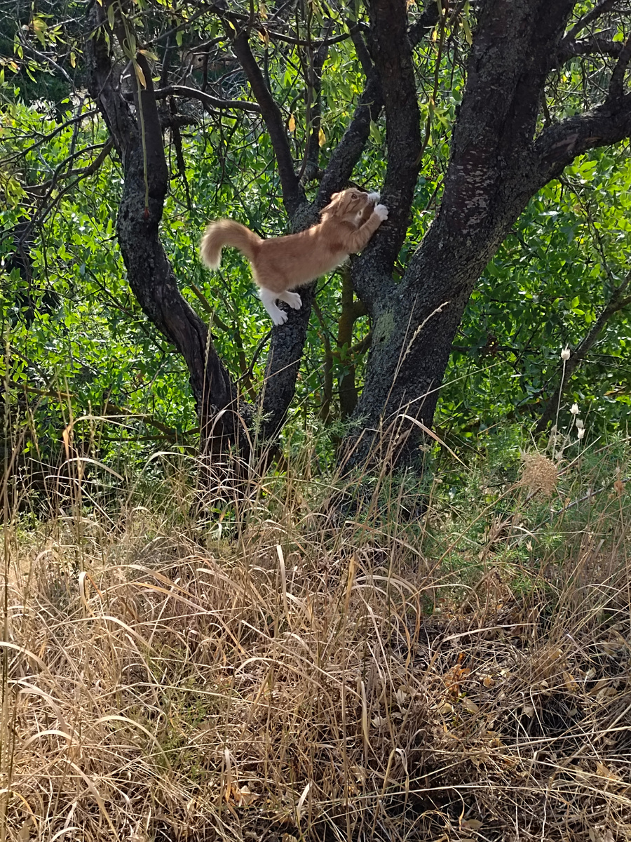 Котёнок Феня - котобелка 