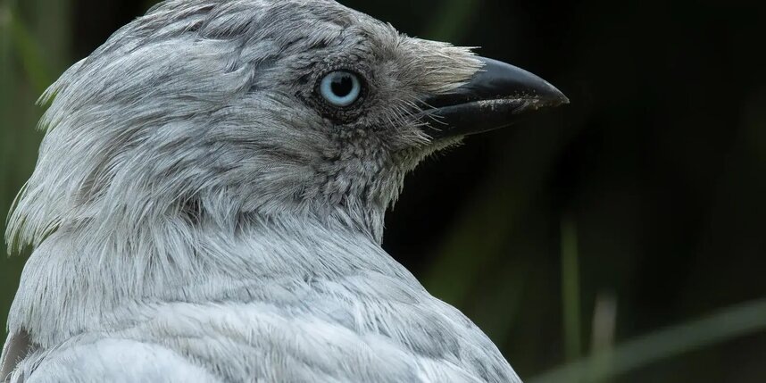    "Птицы СПб и России" "ВКонтакте" / Антон Кубышкин