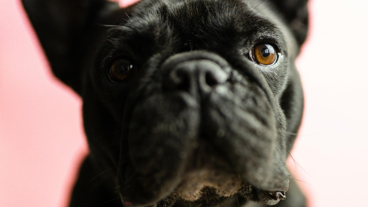    Палитра, видимая собакой, ограничена синими и желтыми оттенками.
