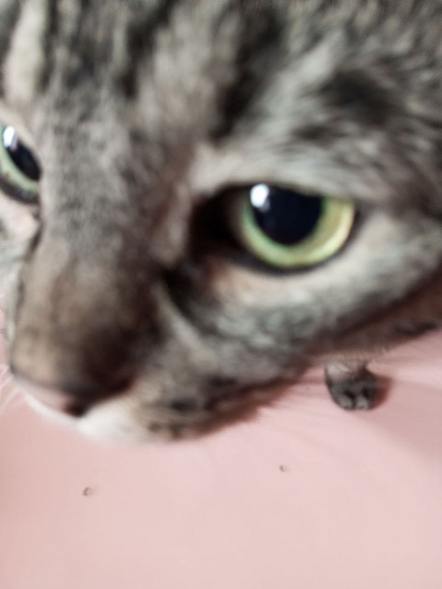 Главасемьи Барс, 11 лет