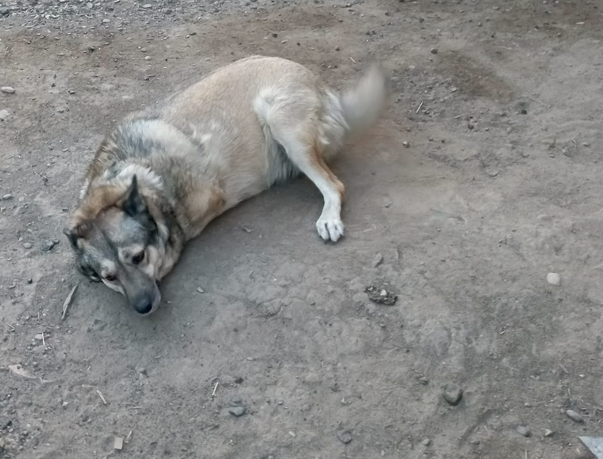 Фенечка страдает