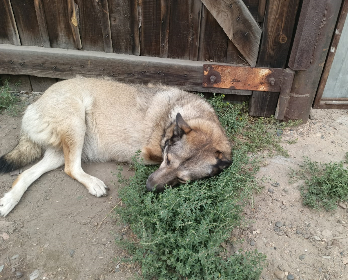 Феня в оазисе