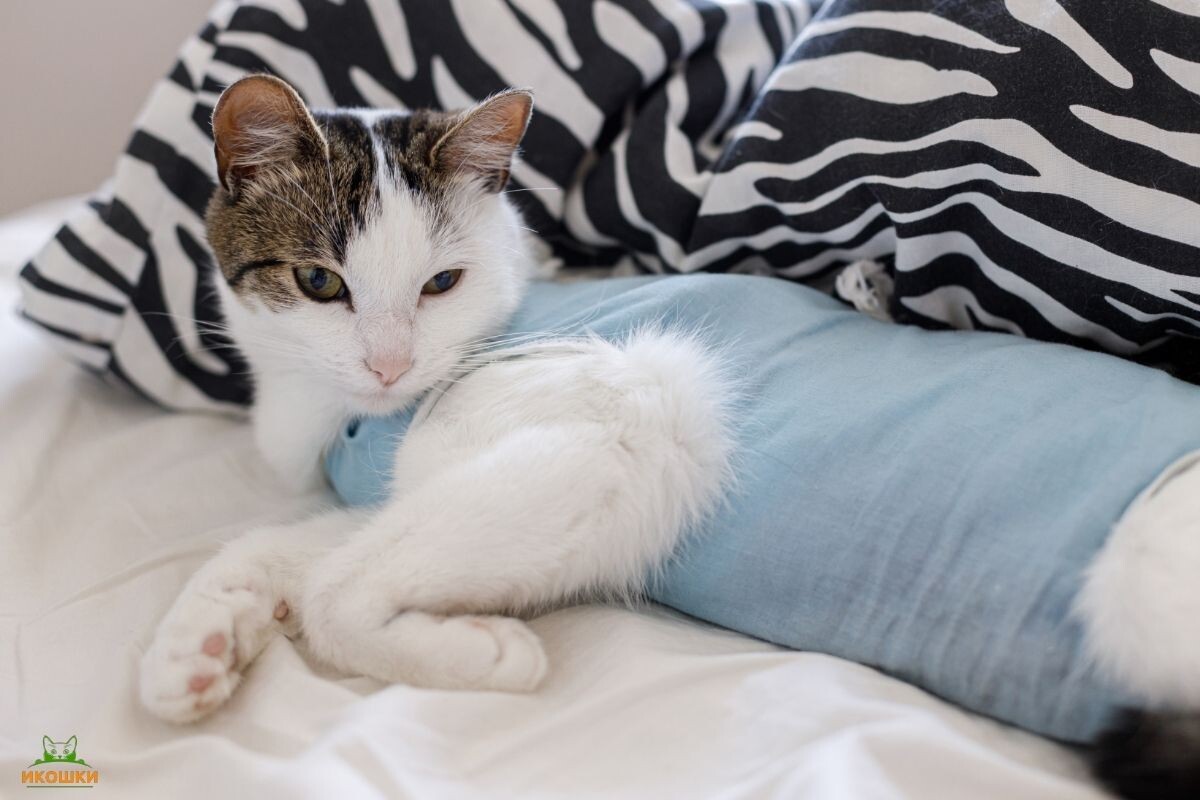Кошка после стерилизации