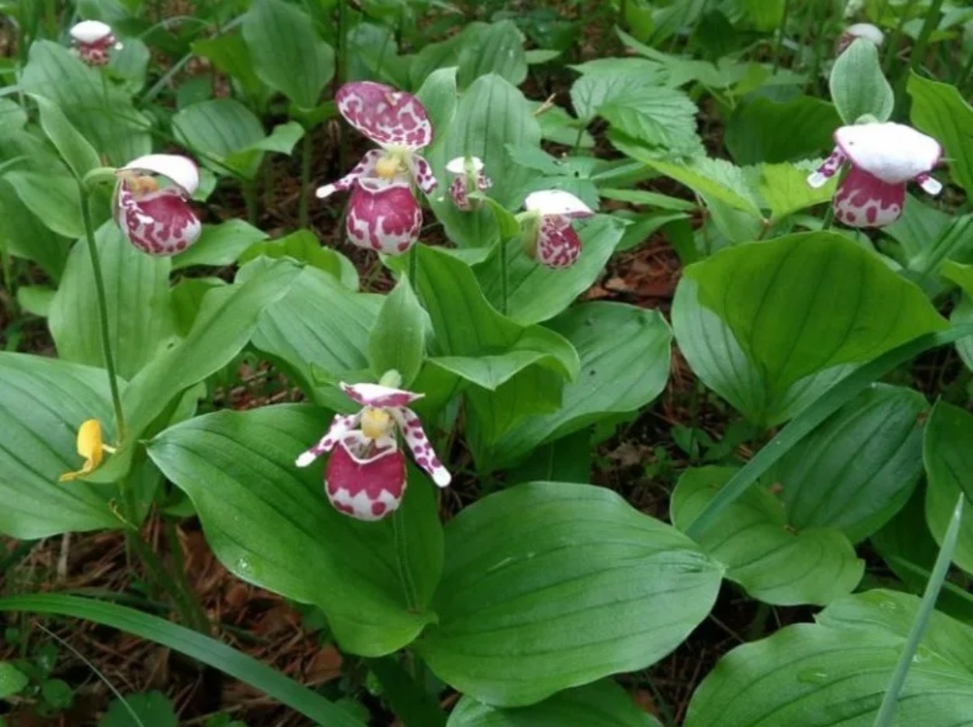 Башмачок пятнистый