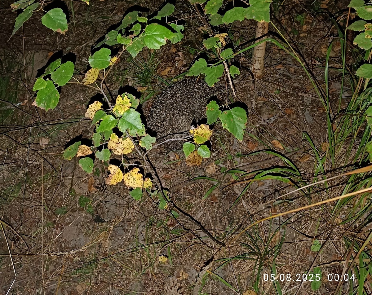 Ежик клубочком