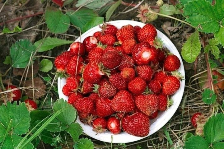 5 дел для клубники в августе: сделайте сейчас — и в следующем году соберёте ведра сладких ягод. Личный опыт