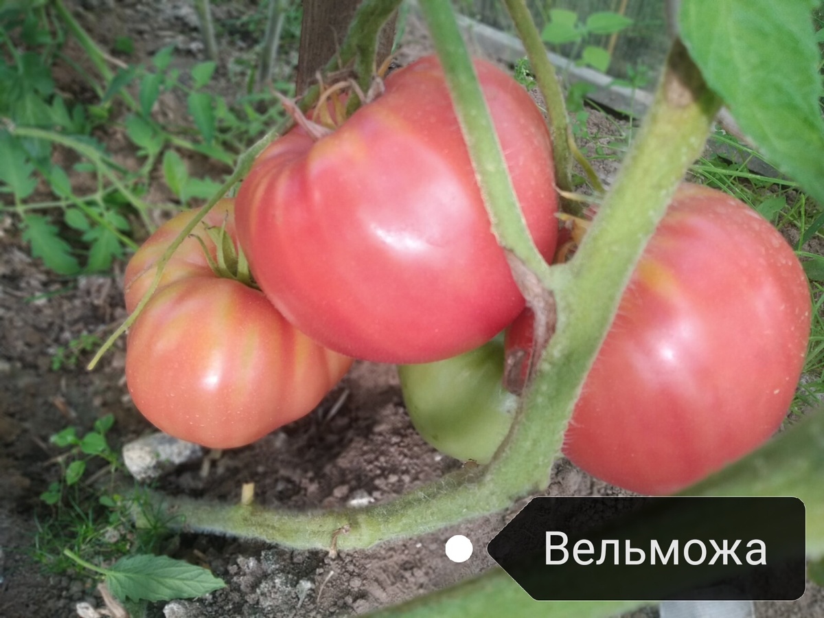 Крупноплодный сорт "Вельможа"