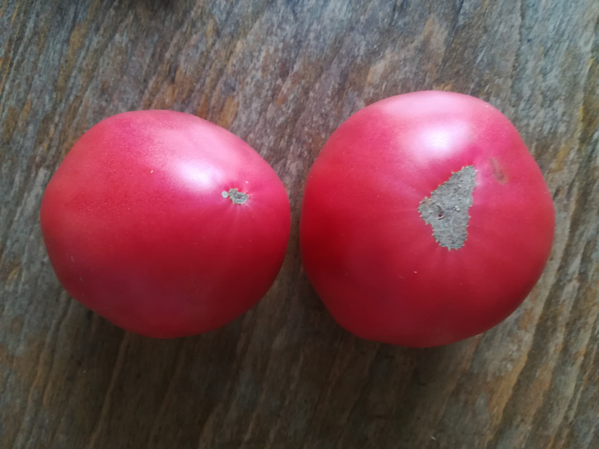 Плоды "Вельможи" напоминают усеченные малиновые сердца