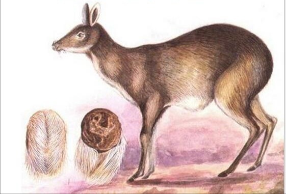 Источник фото: Яндекс Картинки