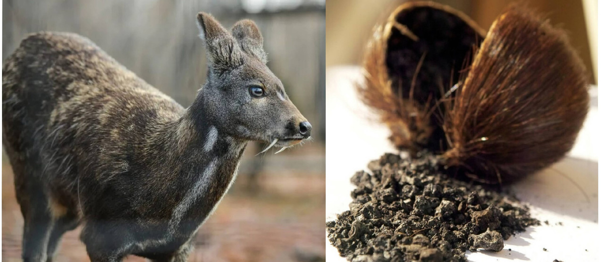 Источник фото: Яндекс Картинки