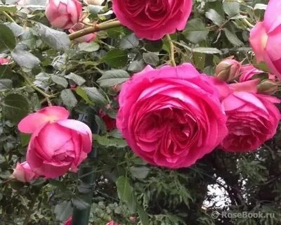 Роза Pretty in Pink Eden/ Cyclamen Pierre de Ronsard. Фото из интернета