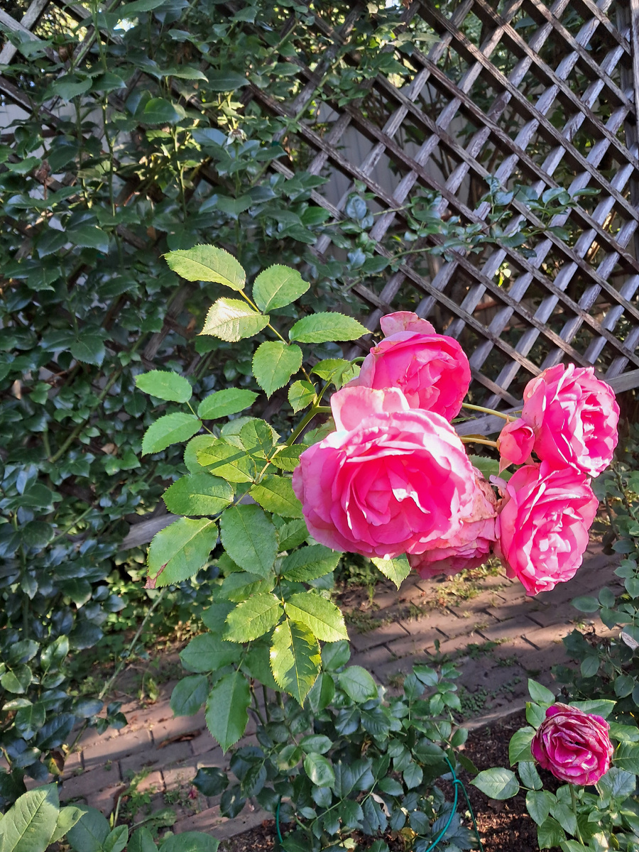 Молодой "Цикламен" в нашем саду