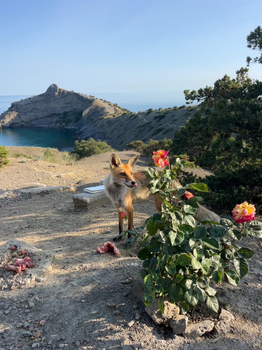 Принц и розы