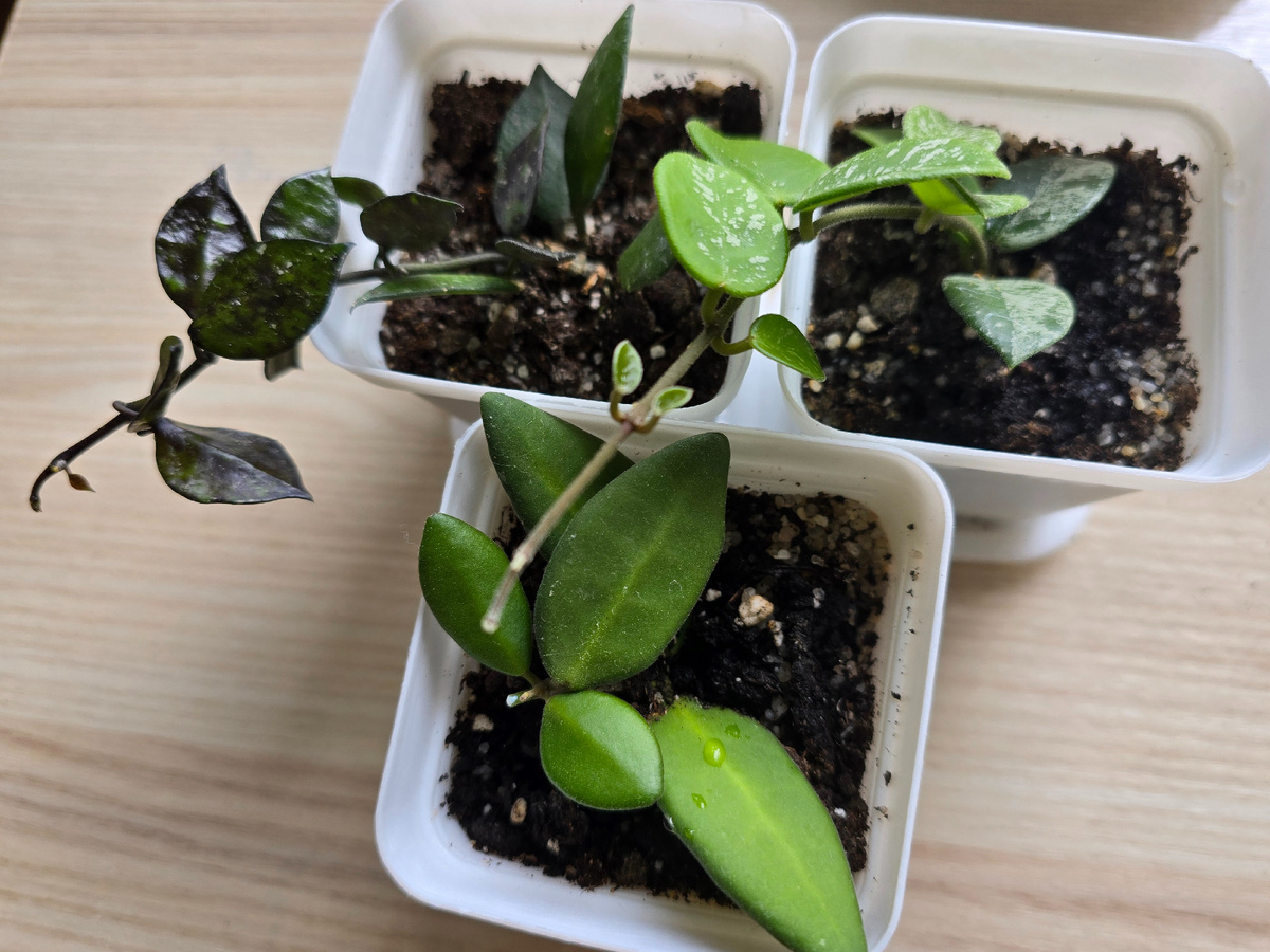 Хойи миниатюрные