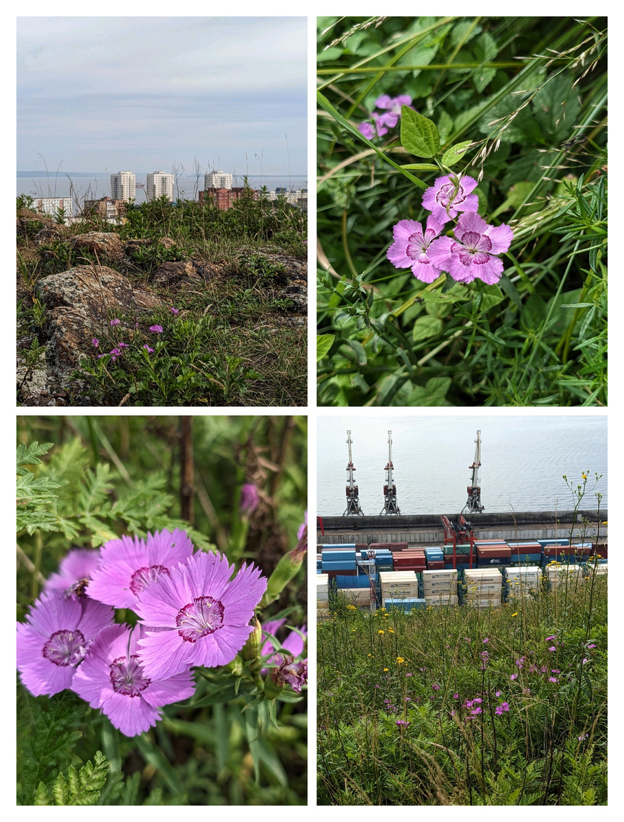 Во Владивостоке сезон цветения гвоздики амурской. 