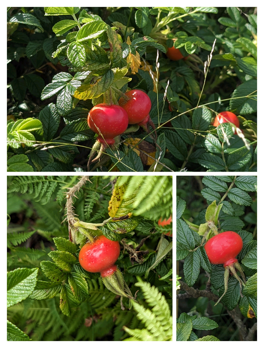 Шиповник морщинистый отличается крупными плодами и красивыми «гофрированными» листьями. 