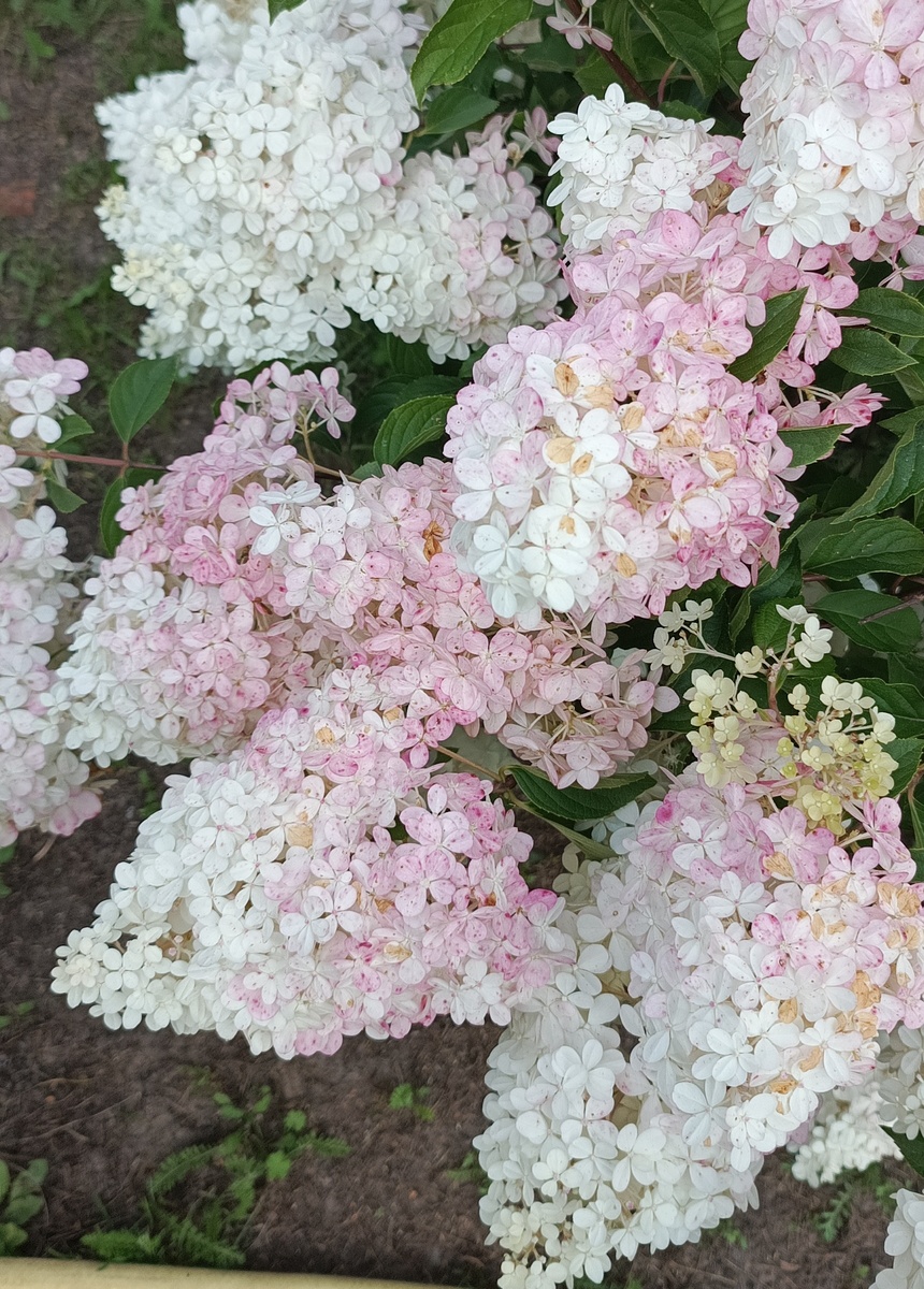 Моя гортензия, начинает розоветь