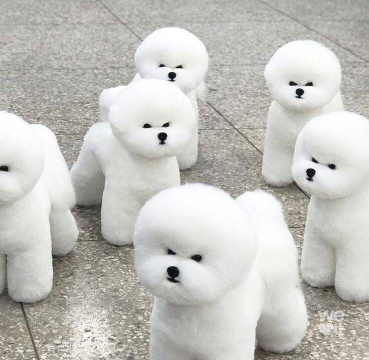 Бишон фризе