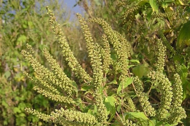    Амброзия. Фото: ru.wikipedia.org
