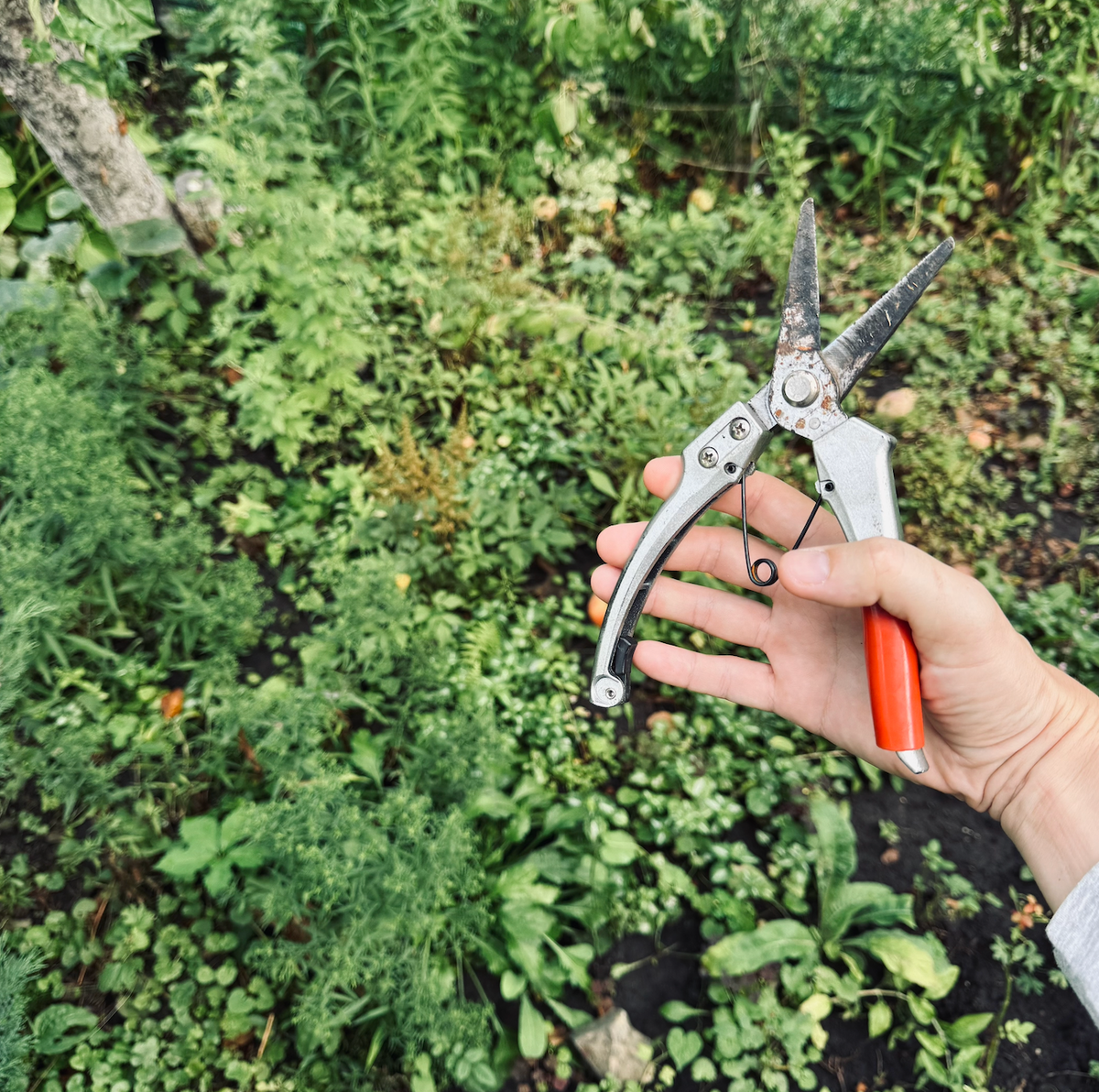 Секатор в руки - и готова к работе