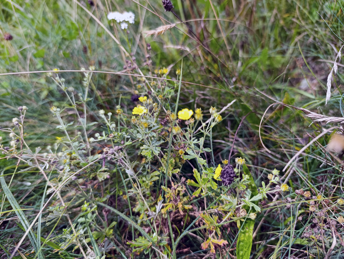 Машка на поле