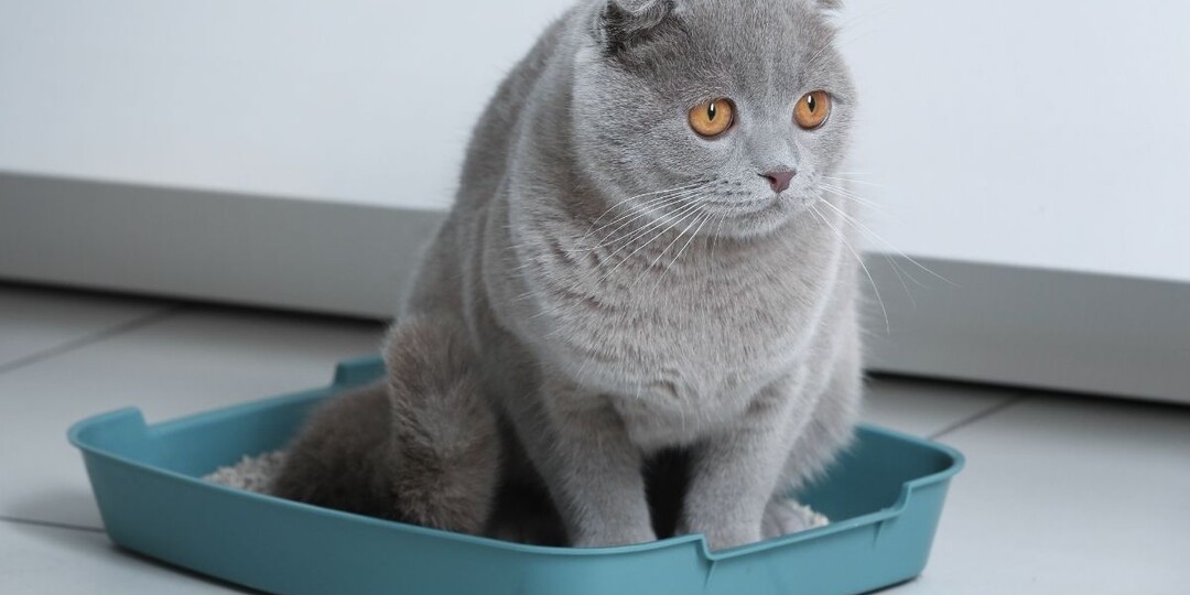 Почему кот долго сидит в лотке и не может пописать — признаки смертельно опасного состояния