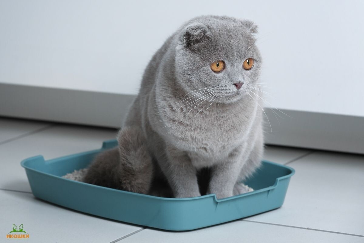 Почему кот долго сидит в лотке