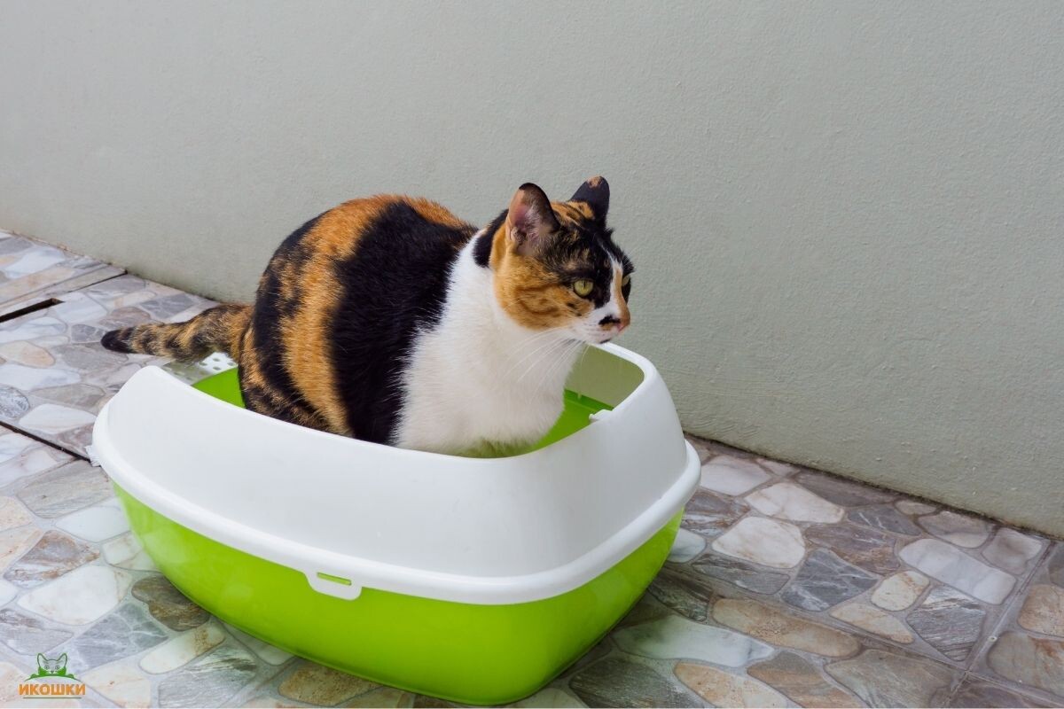 Кошка долго сидит в лотке 