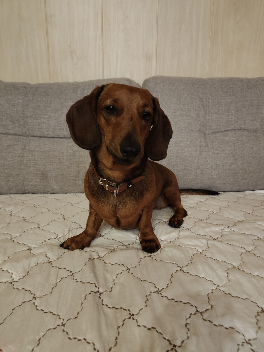 Посмотрите в глаза собаки, поднимите себе настроение