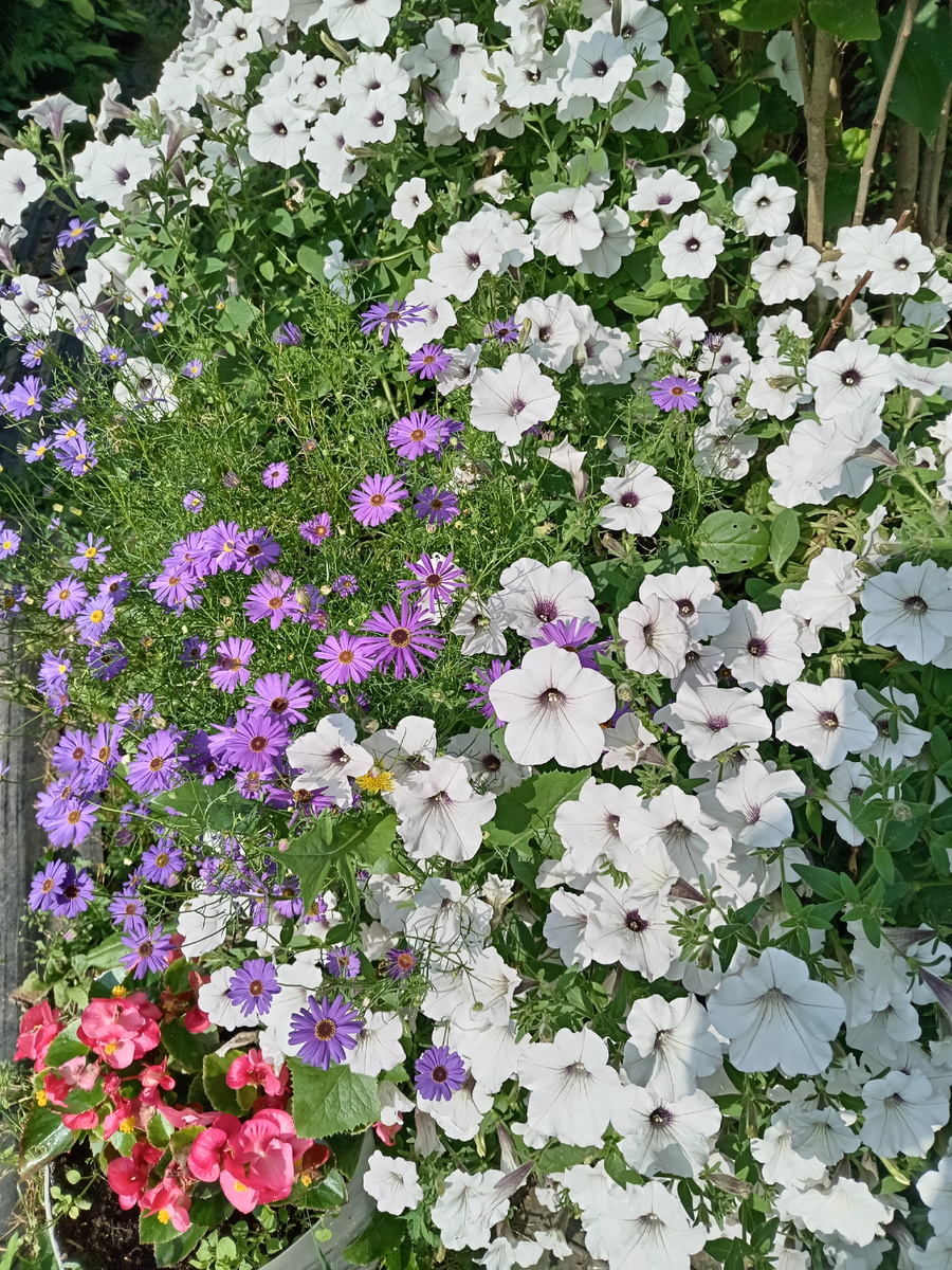 Тайдал "Вейв Силвер" и брахикома разные сорта.