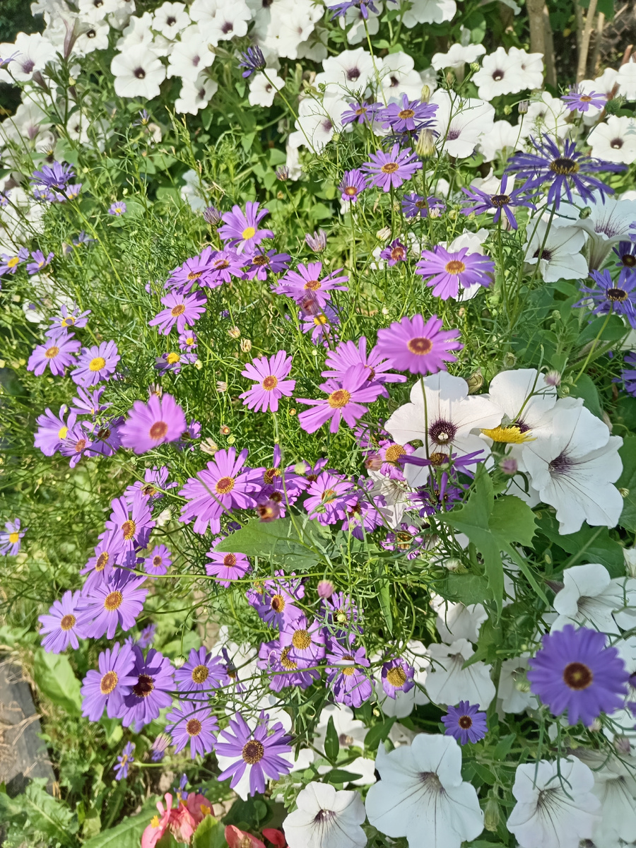 Брахикома "Маргарита".