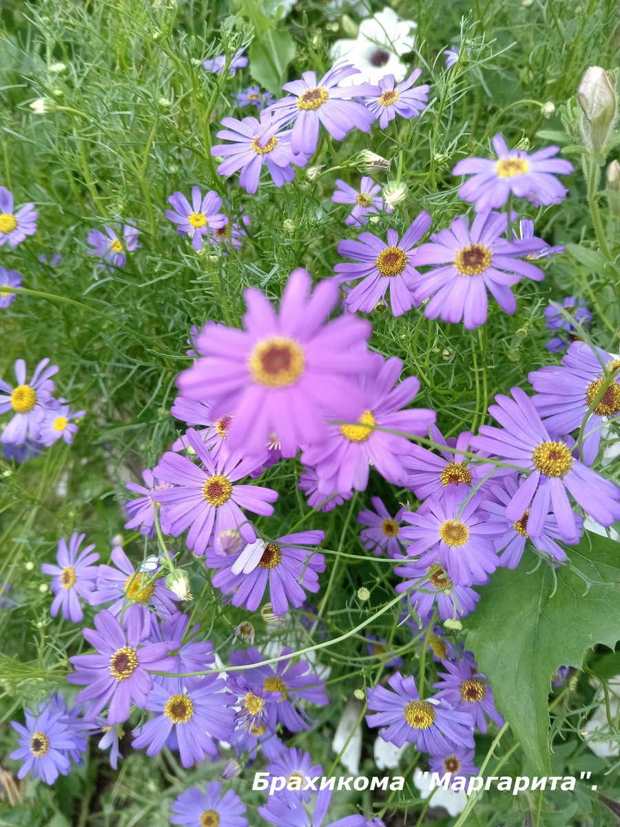 Брахикома №Маргарита".