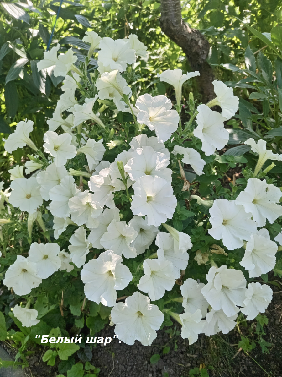 ПЕТУНИЯ "БЕЛЫЙ ШАР".