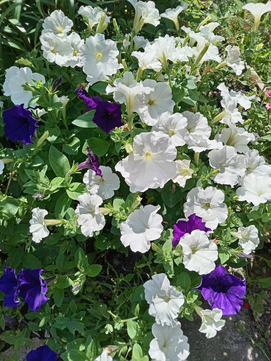 "БЕЛЫЙ ШАР" И "ОПЕРА СИНЯЯ",