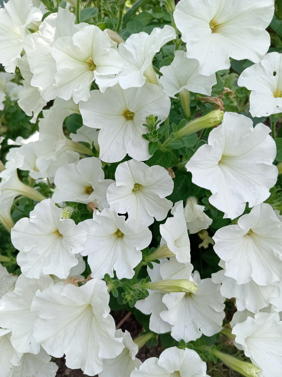 СОРТ "БЕЛЫЙ ШАР".