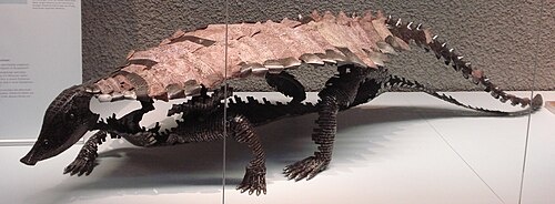 Реконструкция паратипоторакса.