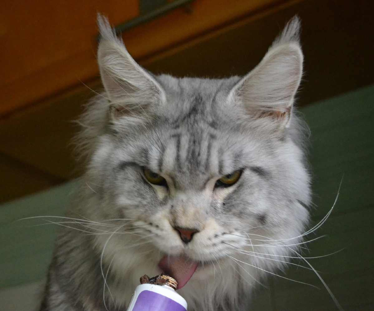 Талисман тоже кушает полезности