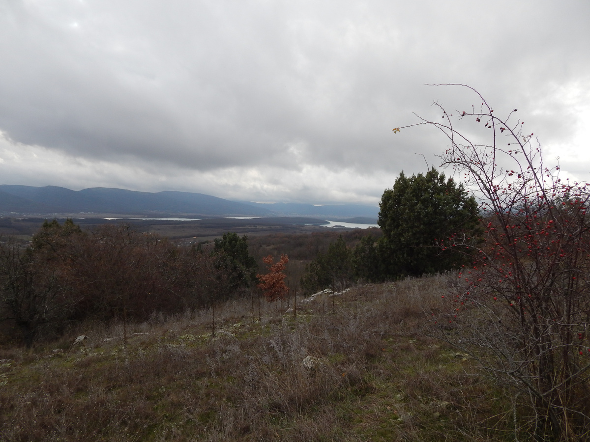 Зимний вид после прокулки в лесу.