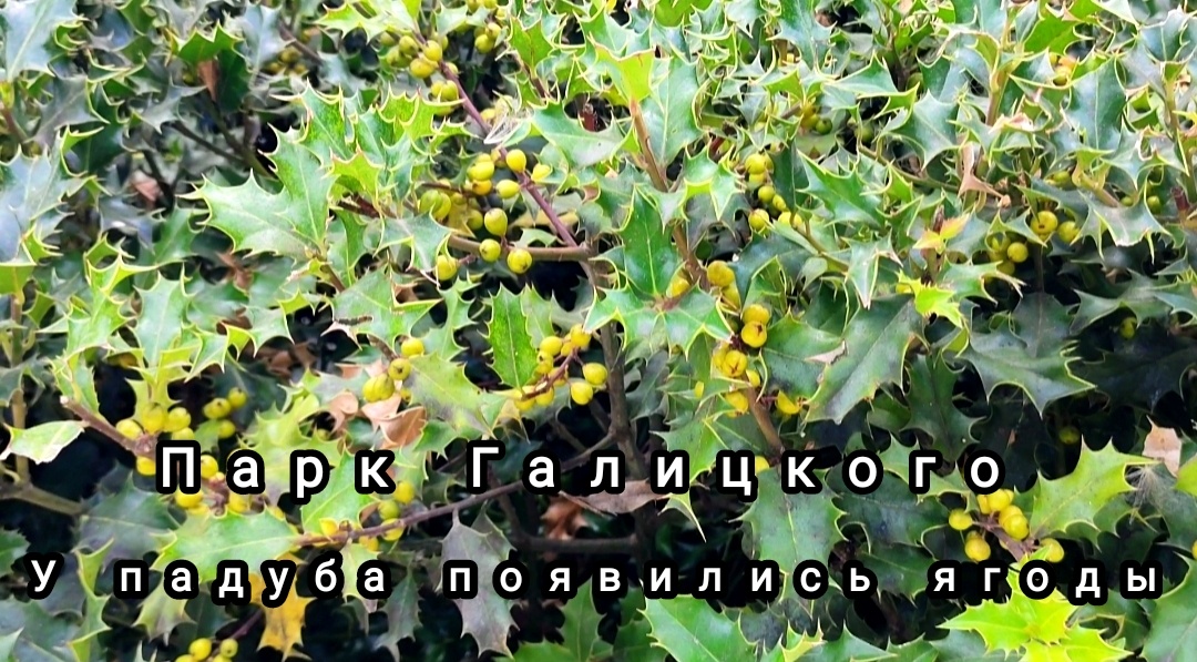 🌿💚🌿💚🌿💚🌿