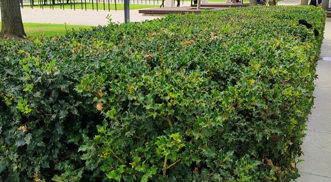 🌿💚🌿💚🌿💚🌿