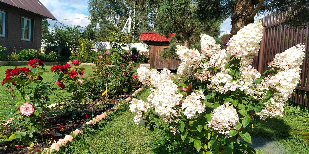 Наш сад в начале августа 2025