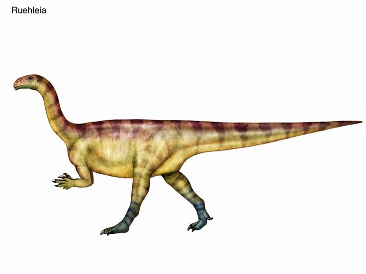 Руехлея. Иллюстрация.