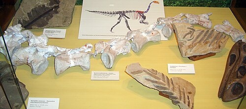 Шейные позвонки руехлеи.