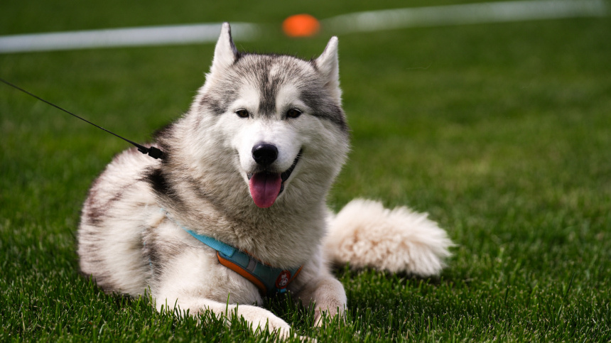    Фото: ИЗВЕСТИЯ/Анна Селина