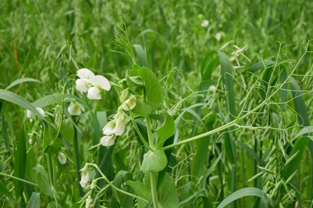    Экспресс-метод улучшить почву.